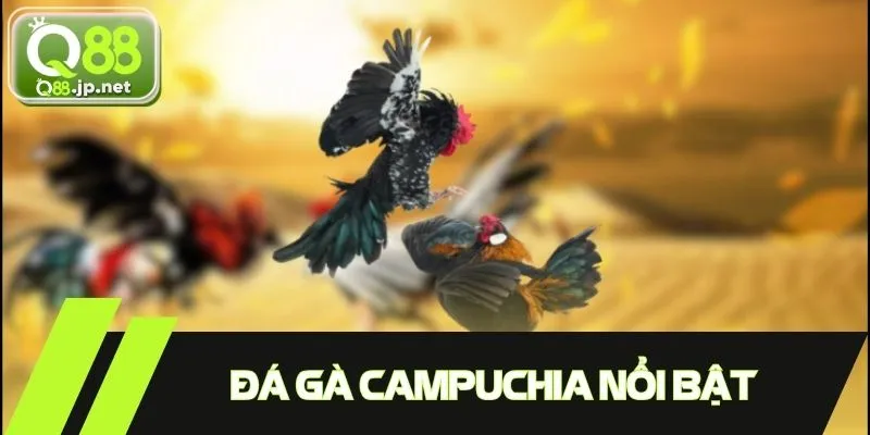 Đá gà Campuchia nổi bật, thu hút nhiều người chơi 