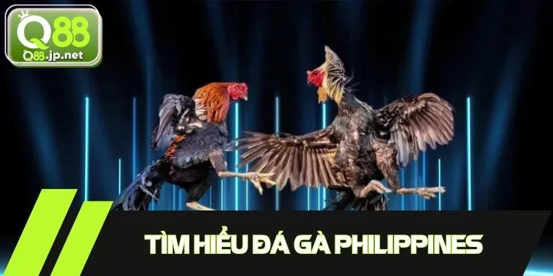 Đá gà Philippines - Giải trí kết hợp giữa truyền thống và hiện đại