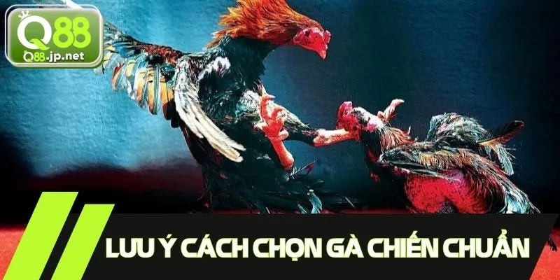 Lưu ý cách chọn gà chiến chuẩn, đạt hiệu quả cao khi chơi