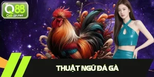 Thuật Ngữ Đá Gà - Cẩm Nang Quan Sát Và Phân Tích Trận Đấu
