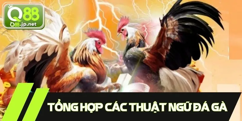 Tổng hợp các thuật ngữ đá gà cơ bản giúp bet thủ dễ tham gia